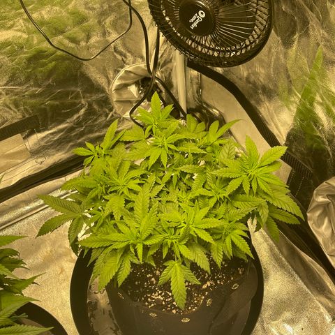Peyote Zkittlez  growlog timeline photo