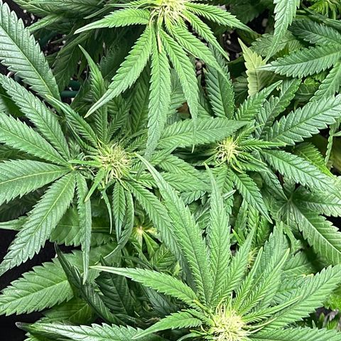 Sunset Sherbet  growlog timeline photo