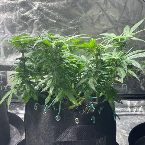Sunset Sherbet  growlog timeline photo