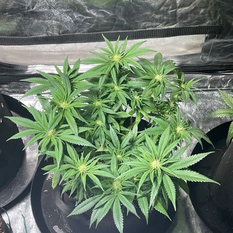 Sunset Sherbet  growlog timeline photo