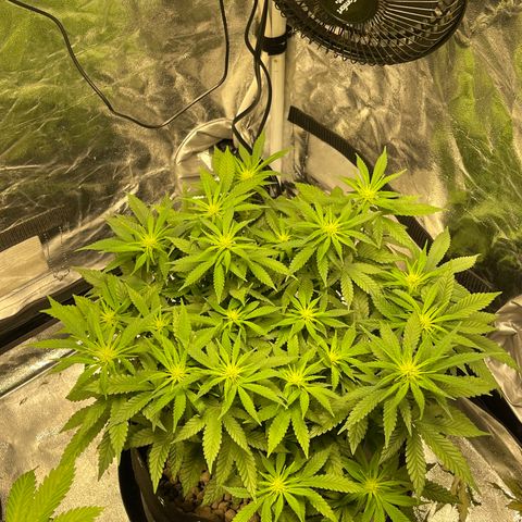 Peyote Zkittlez  growlog timeline photo