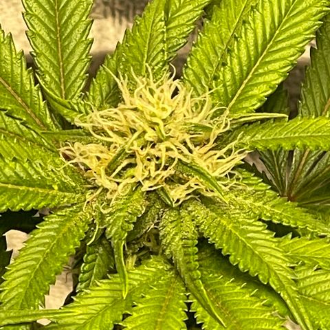 Sunset Sherbet  growlog timeline photo