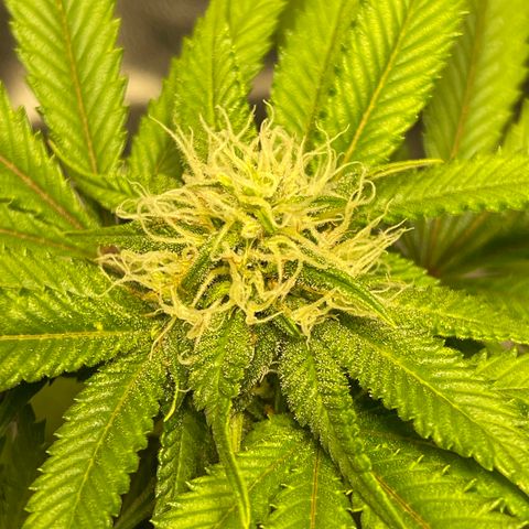 Sunset Sherbet  growlog timeline photo