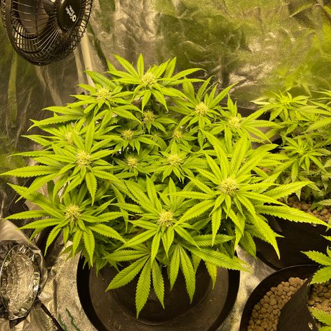 Sunset Sherbet  growlog timeline photo