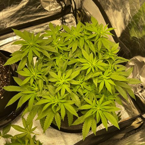Peyote Zkittlez  growlog timeline photo