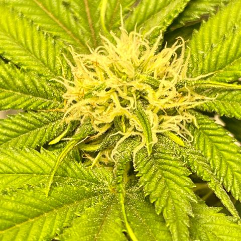 Sunset Sherbet  growlog timeline photo