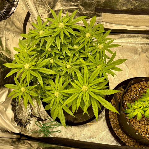 Sunset Sherbet  growlog timeline photo