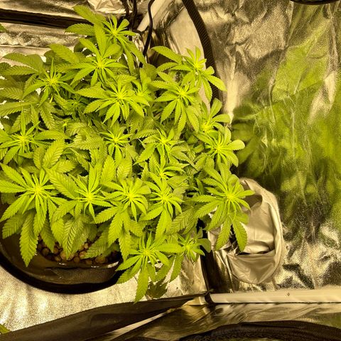 Peyote Zkittlez  growlog timeline photo