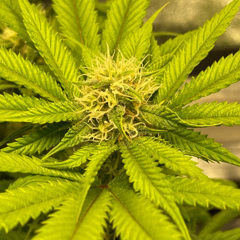Sunset Sherbet  growlog timeline photo