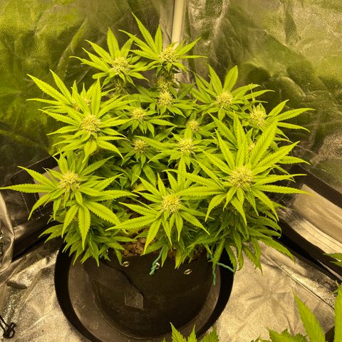 Sunset Sherbet  growlog timeline photo