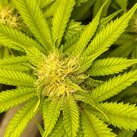 Sunset Sherbet  growlog timeline photo