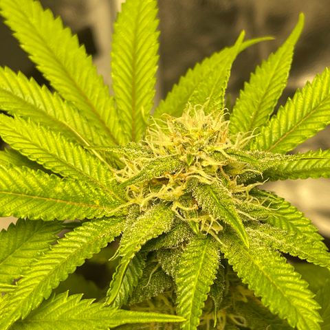 Sunset Sherbet  growlog timeline photo