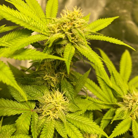 Sunset Sherbet  growlog timeline photo
