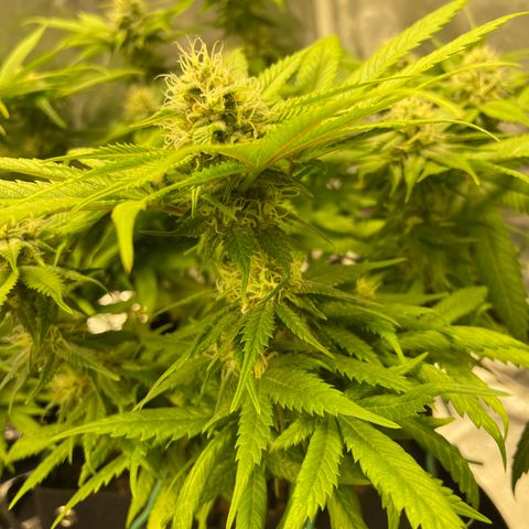 Sunset Sherbet  growlog timeline photo