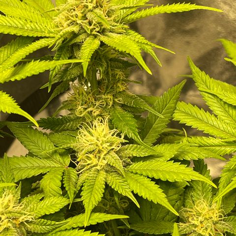 Sunset Sherbet  growlog timeline photo