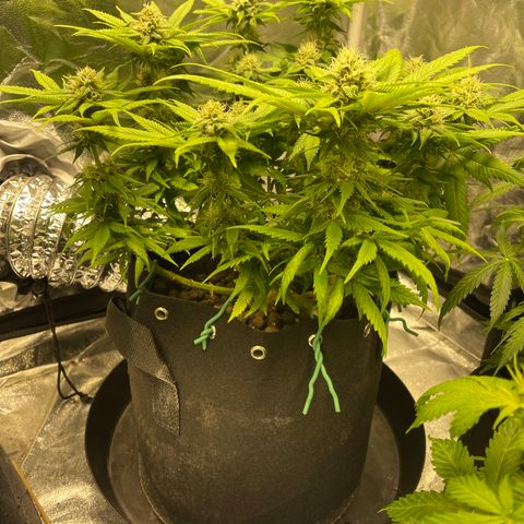Sunset Sherbet  growlog timeline photo