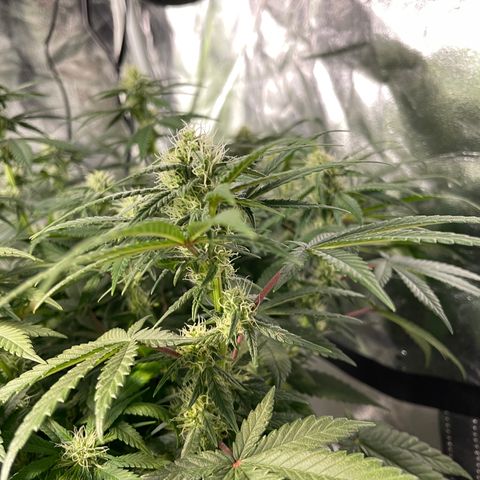 Peyote Zkittlez  growlog timeline photo