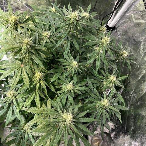 Peyote Zkittlez  growlog timeline photo