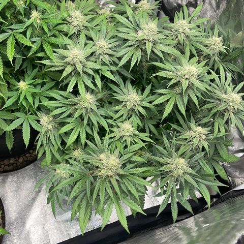Peyote Zkittlez  growlog timeline photo