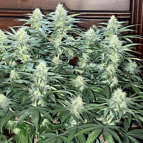 Peyote Zkittlez  growlog timeline photo