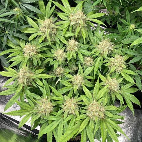 Sunset Sherbet  growlog timeline photo
