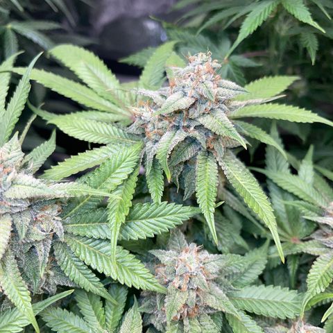 Sunset Sherbet  growlog timeline photo