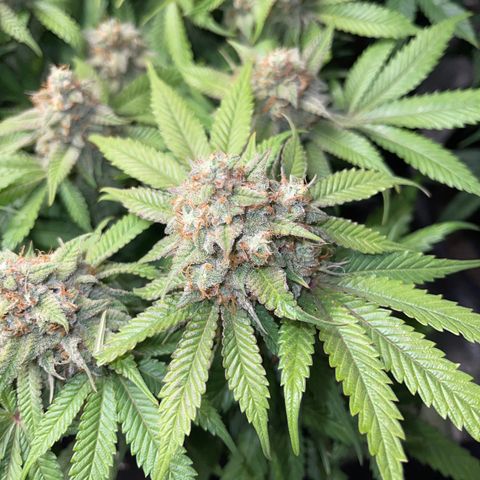 Sunset Sherbet  growlog timeline photo