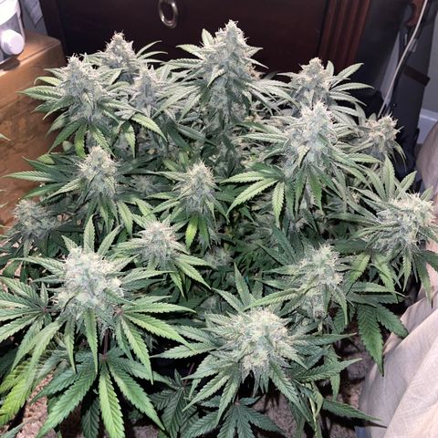 Peyote Zkittlez  growlog timeline photo