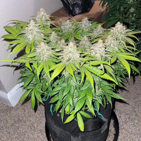 Sunset Sherbet  growlog timeline photo