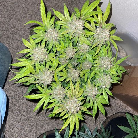 Sunset Sherbet  growlog timeline photo
