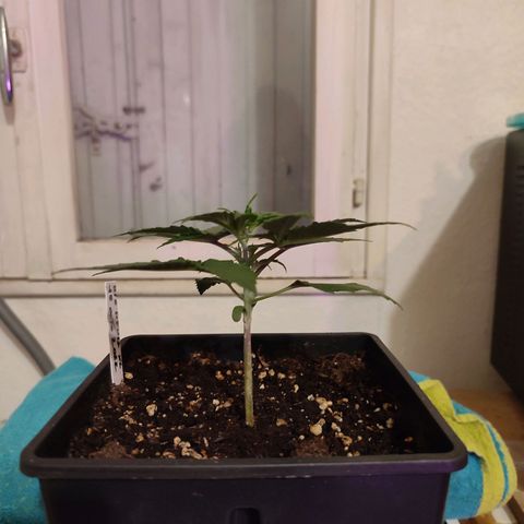 Big Devil XL Auto growlog photo: Hauteur 12.5 cm