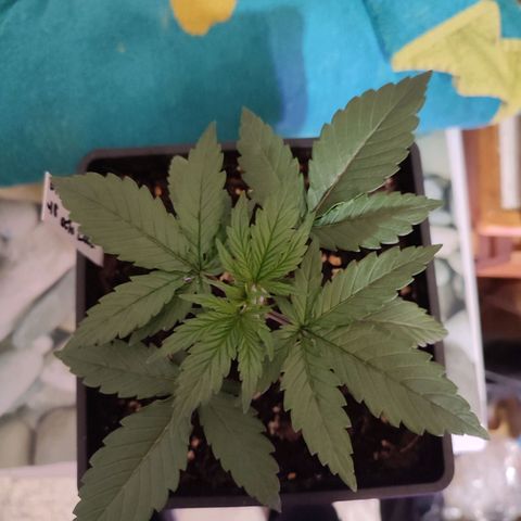 Big Devil XL Auto growlog photo: Hauteur 12.5 cm