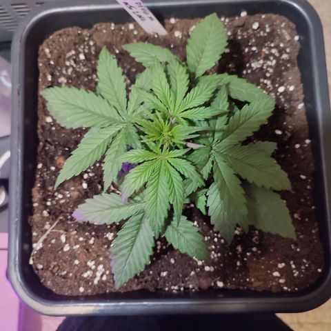 Big Devil XL Auto growlog timeline photo