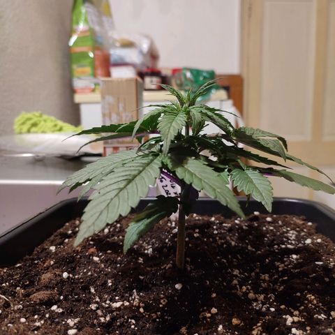 Big Devil XL Auto growlog timeline photo