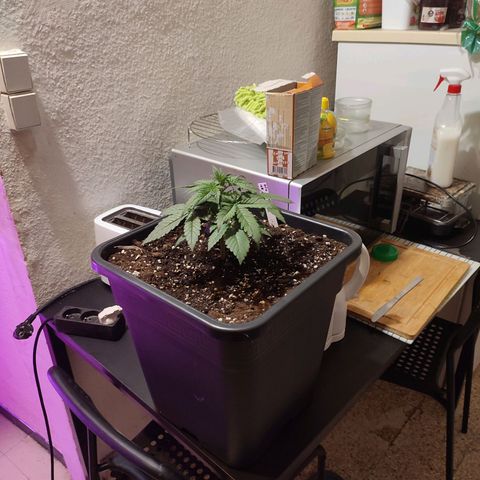 Big Devil XL Auto growlog timeline photo
