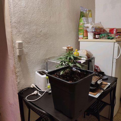 Big Devil XL Auto growlog timeline photo
