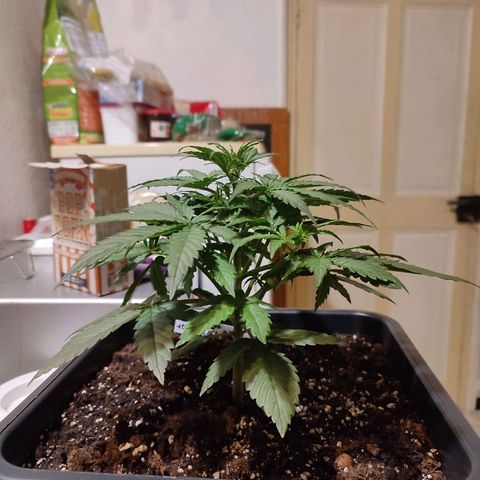 Big Devil XL Auto growlog timeline photo