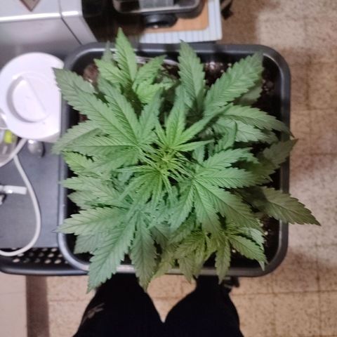 Big Devil XL Auto growlog timeline photo