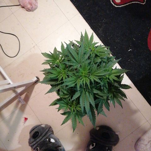 Big Devil XL Auto growlog timeline photo
