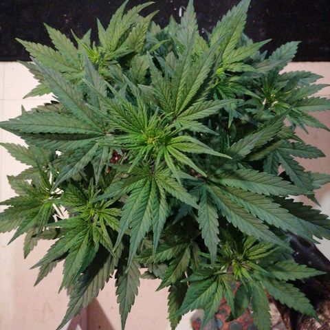 Big Devil XL Auto growlog timeline photo