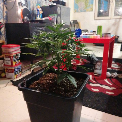 Big Devil XL Auto growlog timeline photo