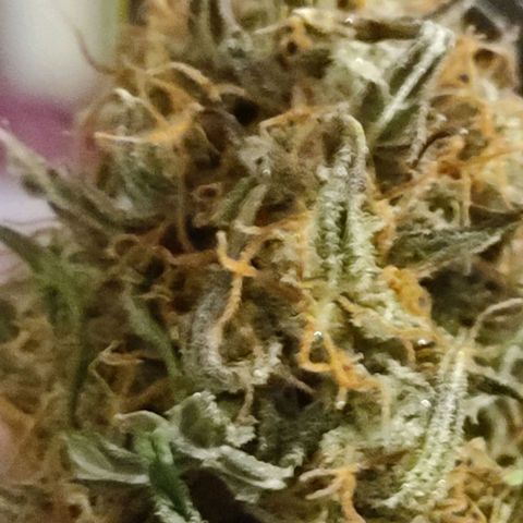 Big Devil XL Auto growlog timeline photo