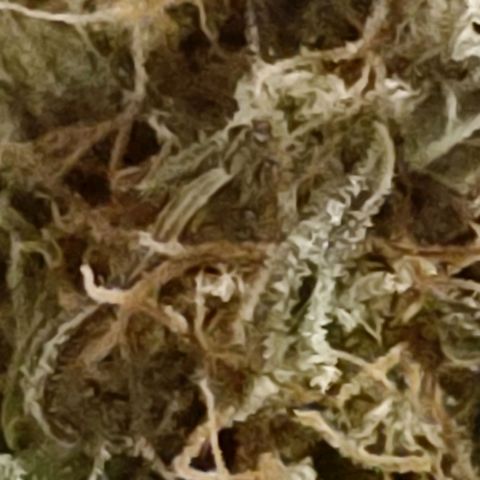 Big Devil XL Auto growlog timeline photo