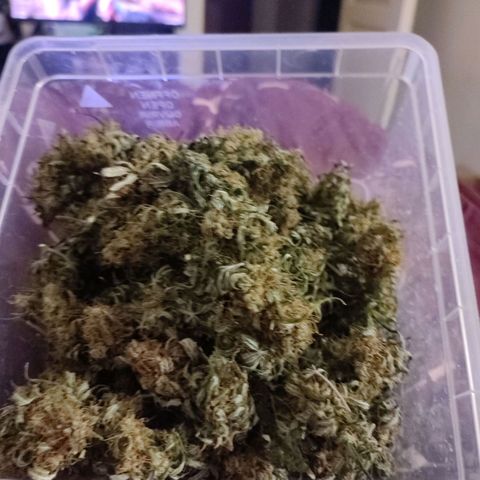 Big Devil XL Auto growlog timeline photo