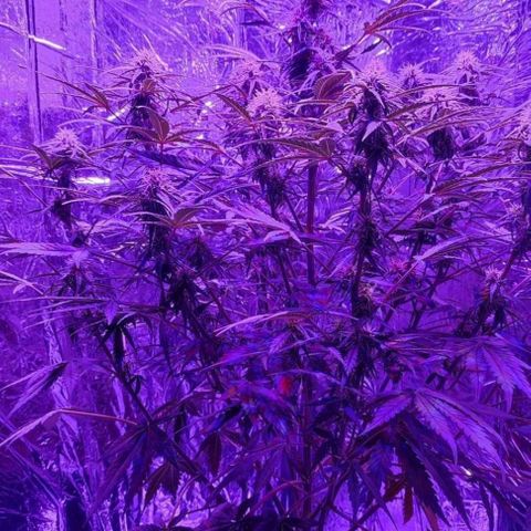 Big Devil XL Auto growlog photo: Magnifiques
