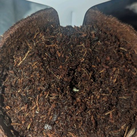Mila #1 growlog timeline photo