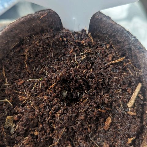 Hana #2 growlog timeline photo
