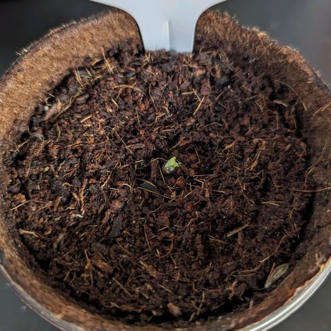 Mila #1 growlog photo: Hello World