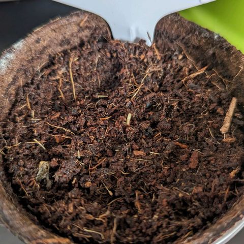 Hana #2 growlog photo: Hello World 