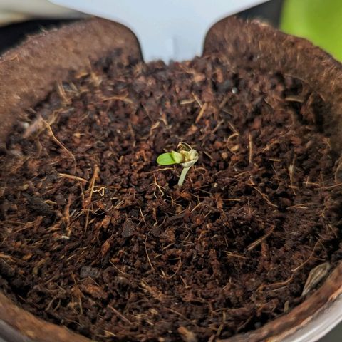 Mila #1 growlog timeline photo